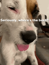 Seriously Where's The Beef The Dog Asks GIF