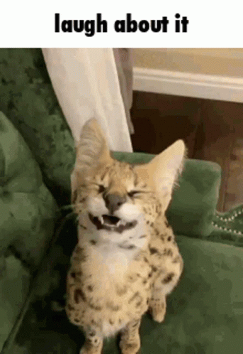 Serval Cat Sitting Laughing GIF