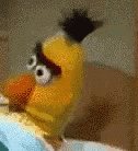 Sesame Street Bert Muppet Stare GIF