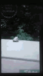 Sesame Street Kermit Suicide Frog Jumps Off GIF