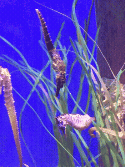 Several Seahorses Are Swimming In A Tank With Tall Grass GIF