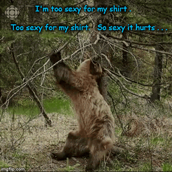 Sexy Funny Bear Scratching Back  GIF