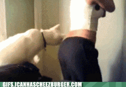 Sexy Funny Cat Scratching Bum  GIF