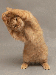 Sexy Workout Stretch Cute Cat GIF