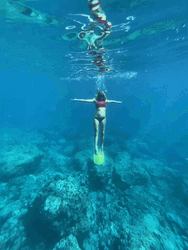 Seychelles Ocean Dive GIF