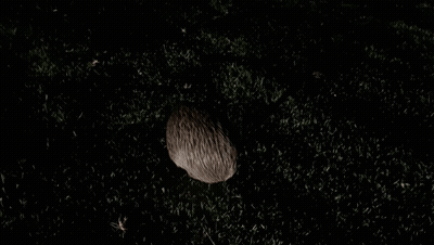 Shadow Of Person On Dark Grassy Field GIF