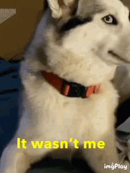 Shaggy It Wasnt Me German Shepherd Staring GIF