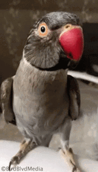 Shake Hand With Parrot GIF