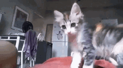 Shaking Hands With Kitten GIF