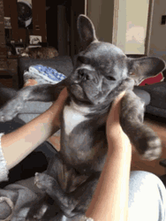 Shaking Lazy Bulldog GIF