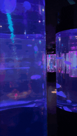 Shalymar Shagarita GIF
