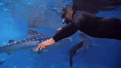 Shaq Whale Shark Swimming