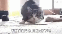 Shaquille O'Neal And Cat Wiggling Getting Ready GIF