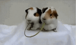 Share Food Guinea Pigs Kiss GIF
