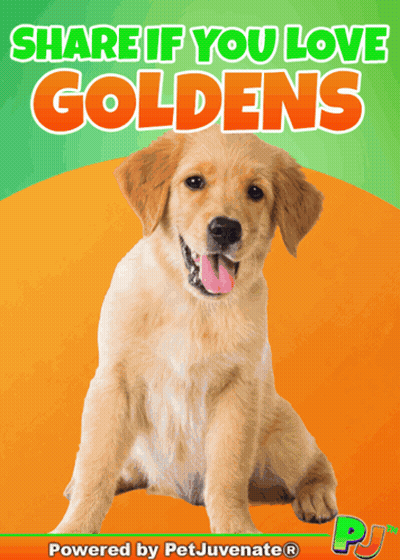 Share If You Love Goldens Dog Poster GIF