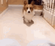 Share Love Need Cuddles Dog GIF