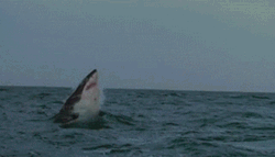 Shark Amazing Ocean Jump GIF