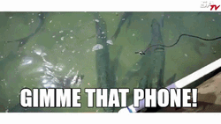 Shark Attack Gimme That Phone Funny Meme GIF