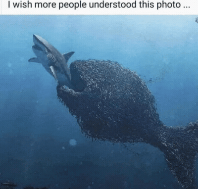 Shark Eating Fish I Wish More People Understood GIF