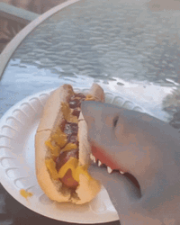 Shark Eating Glizzy GIF