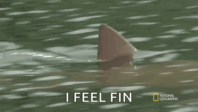 Shark Fin Saying I Feel Fin GIF