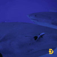 Shark Fish Swimming Away  GIF