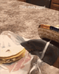 Shark Funny Taco Tuesday Massive Eating GIF