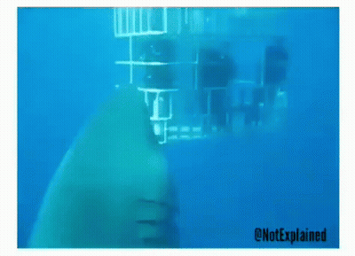 Shark In Cage GIF