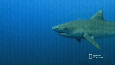 Shark In National Geographic Ad GIF