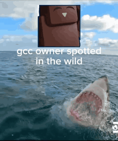 Shark In Ocean With GGC Owner Spotted GIF
