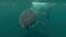 Shark Injured Approaching Attack GIF