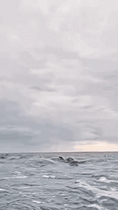 Shark Jumping Out Of Water Eating Fish GIF
