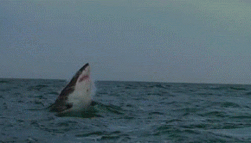 Shark Jumping Out Of Water GIF