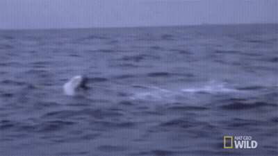 Shark Jumping Out Of Water Saying Hiiiiii GIF