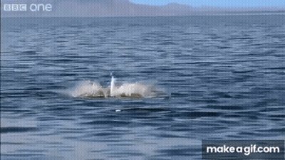 Shark Jumping Out Of Water Splashing GIF