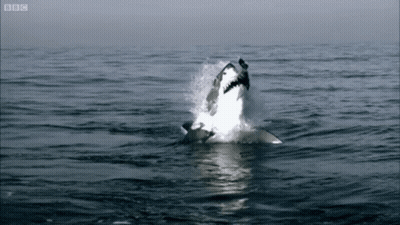 Shark Jumping Out Of Water With BBC Logo GIF