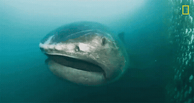 Shark National Geographic GIF