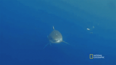 Shark On National Geographic GIF