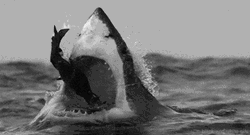 Shark Open Jaws Eating Fish GIF