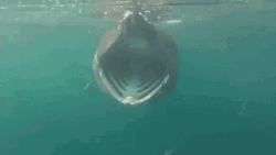 Shark Open Jaws Filtering Food GIF