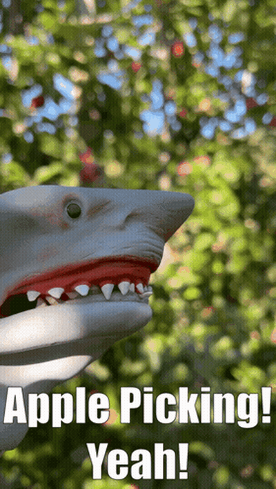 Shark Puppet Saying Apple Picking Yeah GIF