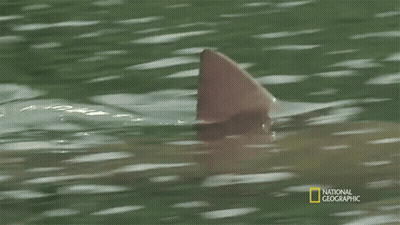 Shark's Fin National Geographic Advertisement GIF