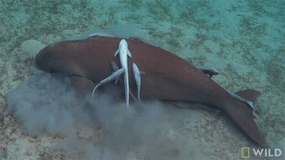 Shark Saying Wild GIF