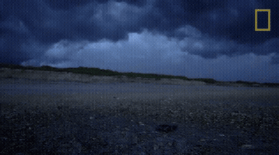 Shark Saying Wild GIF