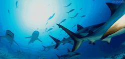 Shark School Swarming Ocean GIF