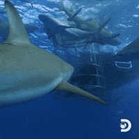 Shark School Swimming Near Cage GIF