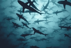Shark Swarm Swimming Under Ocean GIF