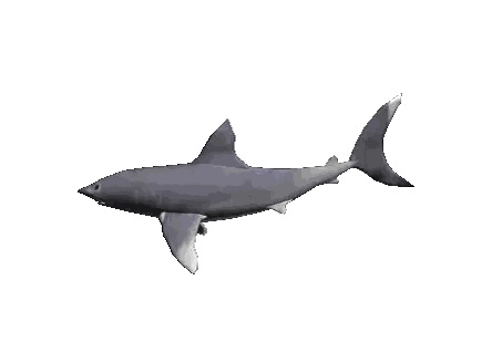 Shark Swimming Sticker