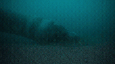 Shark Swimming In Dark Blue Water GIF