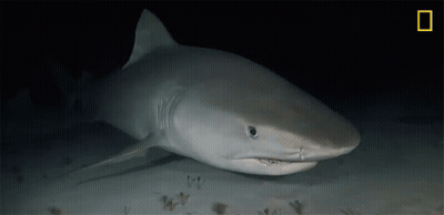 Shark Swimming In Darkness GIF